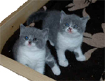 kittens2 copy.jpg (19978 bytes)